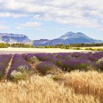 Lavender fields along the Moustiers road