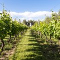 A Malbec vineyard in Mendoza