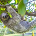 A sloth hanging around in Costa Rica