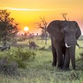 Elephant at sunset in Kruger National Park