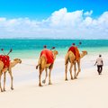 Camels at African sandy Diani beach, Indian ocean in Kenya, African landscape.