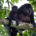 Howler monkeys in a Costa Rica rainforest. 
