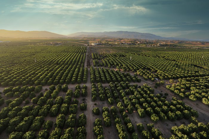 Rolling vineyards of Temecula