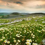Wildflowers and Limestone Rock in Ireland 