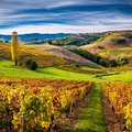 Vineyards in the Beaujolais wine region, north of Lyon