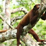 Howler Monkey in the Amazon Jungle