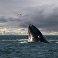 Whale breaching near Puerto Madryn