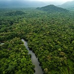 Aerial view of Amazon's lush rainforest.