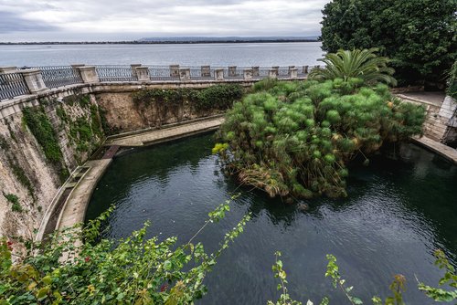Head to Ortygia's Fonte Aretusa, a natural spring