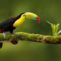Toucan in Yasuni National Park