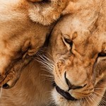 See lion prides in South Africa's Kruger National Park