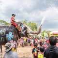 Ayuthaya, Thailand - April 15, 2019 : Elephant and peoples are splashing water in Songkran festival(water festival) in Ayuthaya, Thailand.
