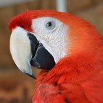 Scarlet Macaw Parrot