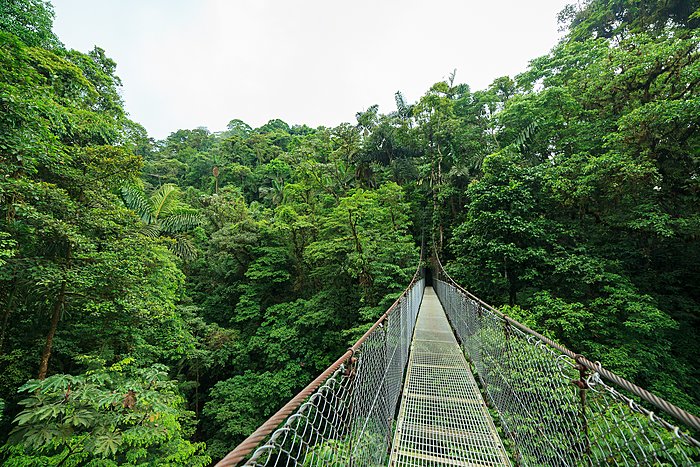 Hanging bridge in Monteverde National Park