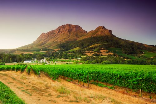A winery in Cape Winelands, South Africa