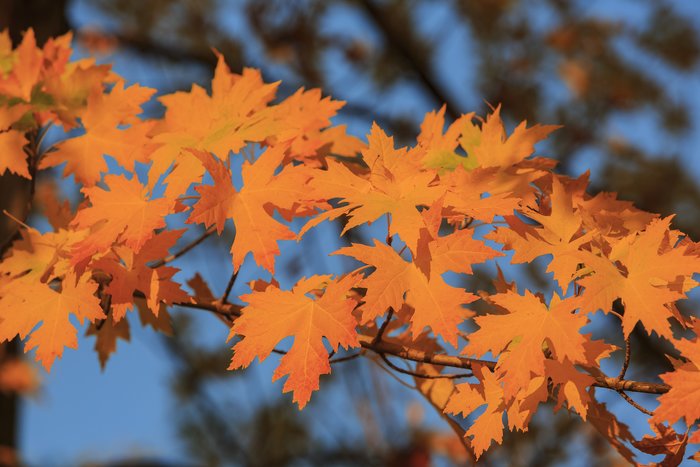 Fall foliage in Oak Glen