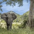 Meet elephants in Kruger National Park, South Africa
