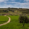 Spring rains bring green fields and budding olive trees along a country to Fes