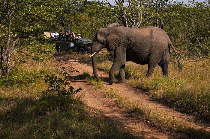 Safari experience in Moremi Game Reserve