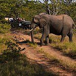 Safari experience in Moremi Game Reserve
