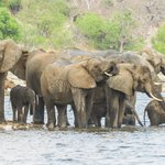 Elephants in Chobe National Park