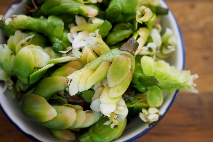 Cape Asparagus