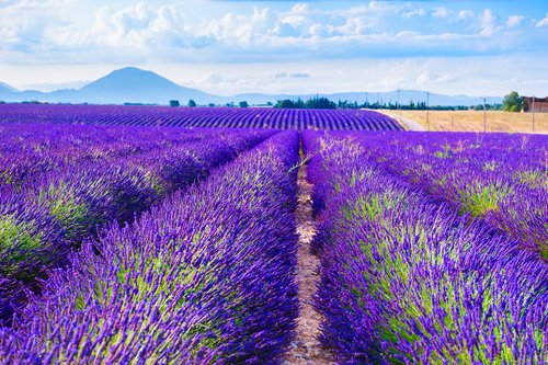 Lavender fields near Valensole are best seen blooming in July