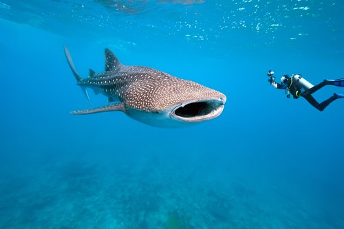 Whale shark in Bahia de Corrientes