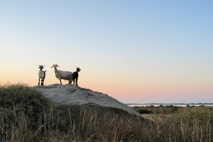 Some of Naxos' four-legged residents