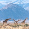 Grazing giraffes in Namibia's Hardap Region