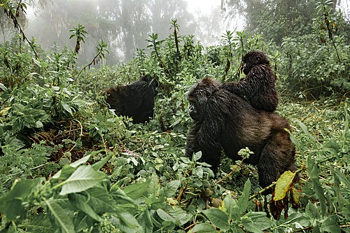 Tracking gorillas in Rwanda