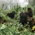 Tracking gorillas in Rwanda