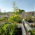 Rooftop garden in Cusco