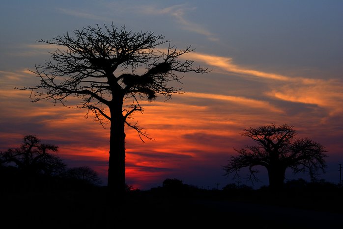 Baobab in Kruger