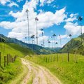 Iconic wax palm trees in Colombia's Cocora Valley