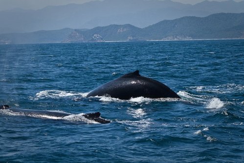 Isla de la Plata has great whale-watching this month