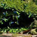 Parakeets at a clay lick cave in Amazonian Ecuador