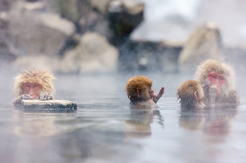 Wild Japanese macaques in a hot spring