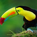 Toucans can often be spotted among the treetops in Tortuguero National Park