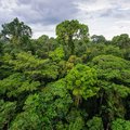 Amazon rainforest in Peru