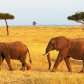 Elephant sightings in Masai Mara National Park