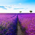 Lavender fields in Provence