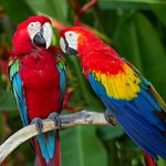 See if you can spot scarlet macaw parrots in the wild