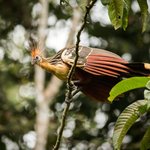 Hoatzin in Yasuni National Park