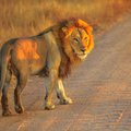 A lion at Kruger National Park