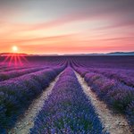 Drive through the lavender fields of Provence