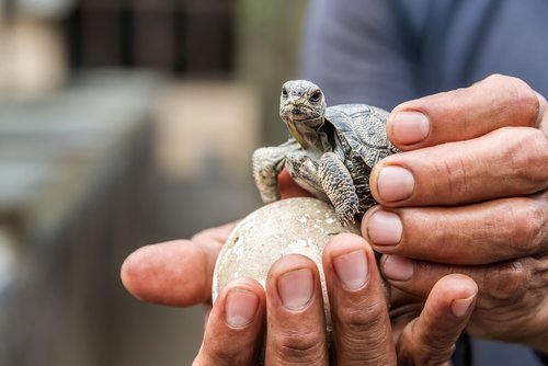 Baby tortoise