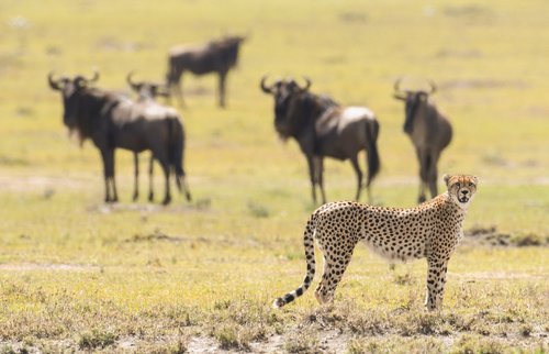 Cheetah hunting in a savannah in Masai Mara Game Reserve, Kenya