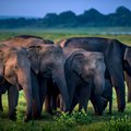 Elephants in Udawalawe National Park