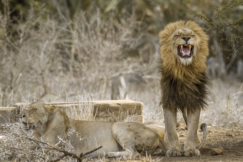 Lions in Kruger National Park